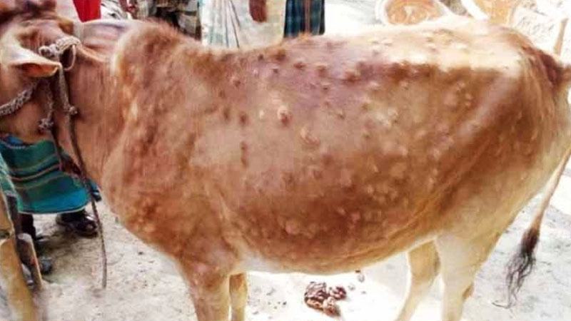 নাটোরে দুশ্চিন্তার কারণ লাম্পি স্কিন রোগ