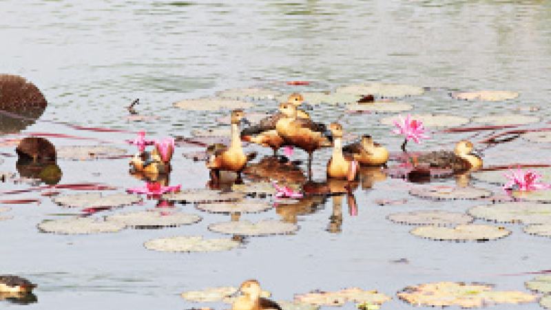 জাবি ক্যাম্পাসে পাখি বিরক্ত করা নিষেধ