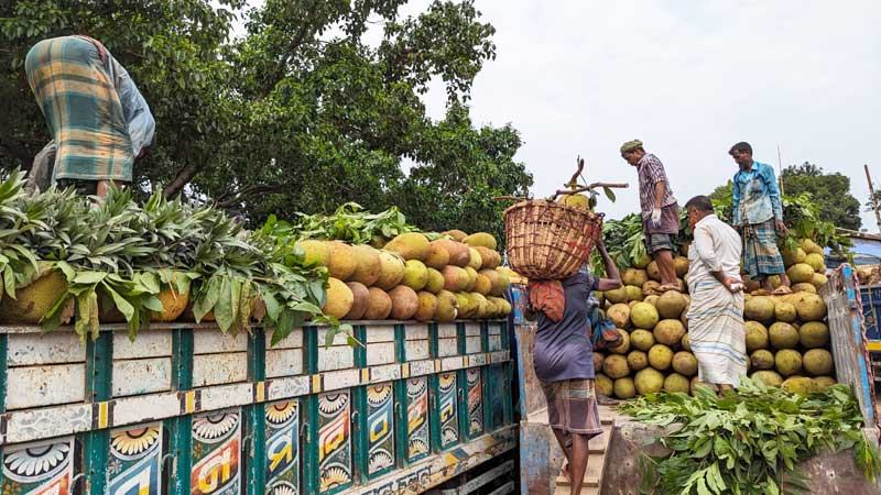 পার্বত্য চট্টগ্রামে কাঁঠালের আবাদ ভূমি কমলেও উৎপাদন বেড়েছে