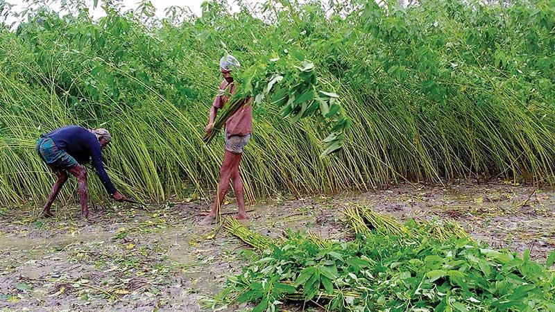 বগুড়ায় প্রণোদনা দিলেও কমছে পাট চাষ