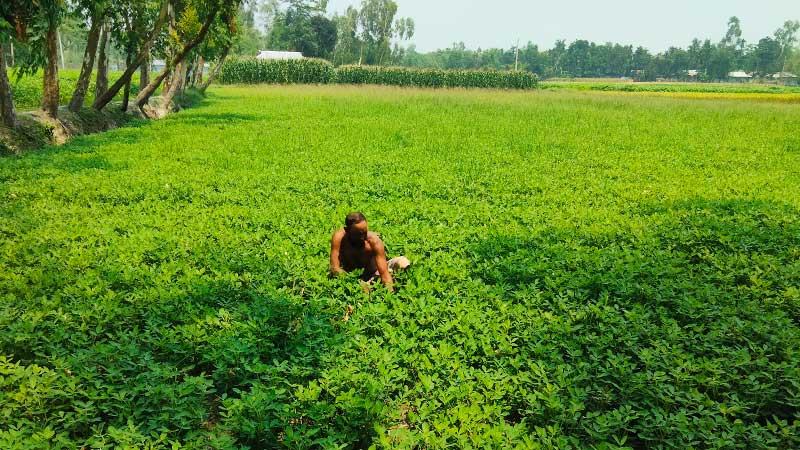 রংপুরে বাদামের ফলন ভালো হলেও বৃষ্টি নিয়ে চিন্তায় কৃষক