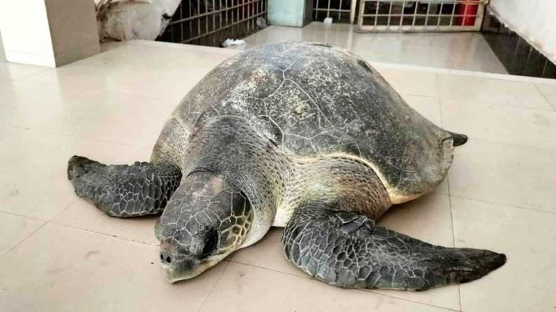 ভোলায় ধরা পড়ল অলিভ রেডলে প্রজাতির কচ্ছপ