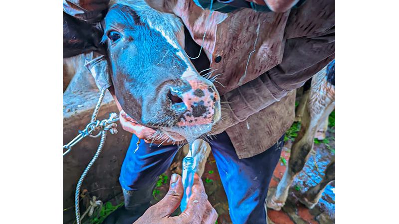 চট্টগ্রামে গরুর লাম্পি স্কিন ডিজিজের মধ্যেই খামারিদের ভোগাচ্ছে ক্ষুরা রোগ