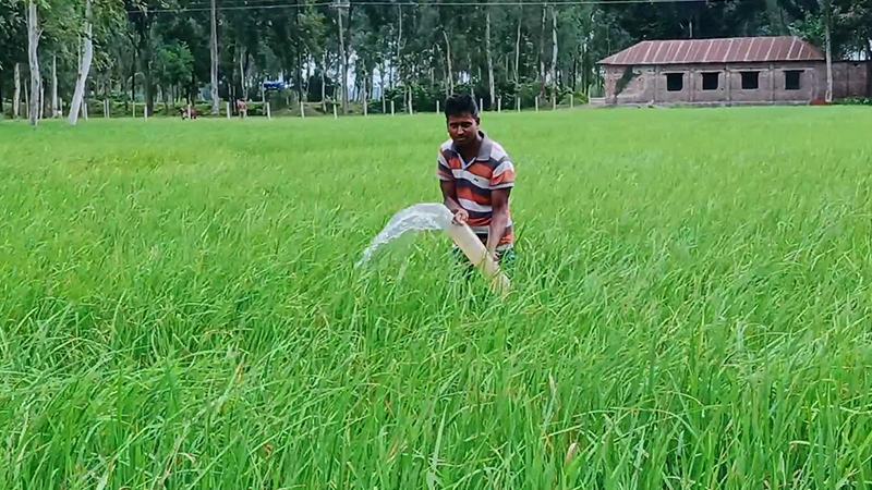 আমন চাষেও লাগছে সেচ ধানের উৎপাদন খরচ ওঠানো নিয়ে শঙ্কায় হিলির কৃষক
