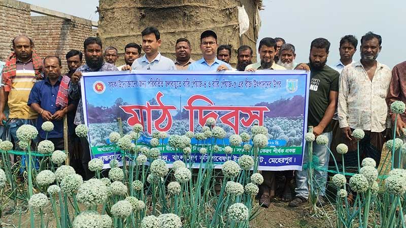 পেঁয়াজবীজ উৎপাদন বাড়াতে মেহেরপুরে মাঠ দিবস