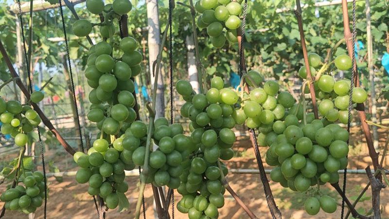 ইউটিউব দেখে আঙুর চাষ বদলে গেল তরুণের জীবন