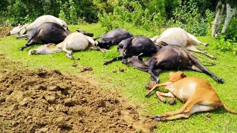 বজ্রপাতে চা শ্রমিক পরিবারের ১৪টি গরু-মহিষের মৃত্যু