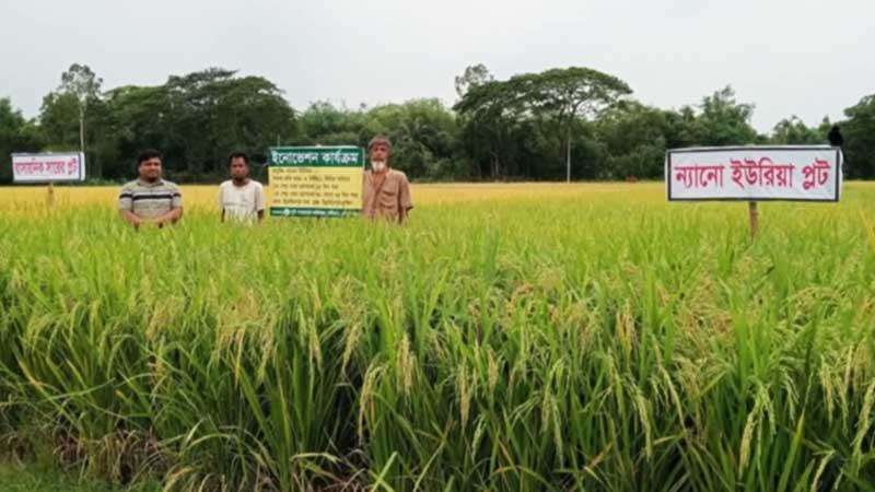 ন্যানো ইউরিয়া ব্যবহারে সাফল্য নবীনগরের কৃষকদের
