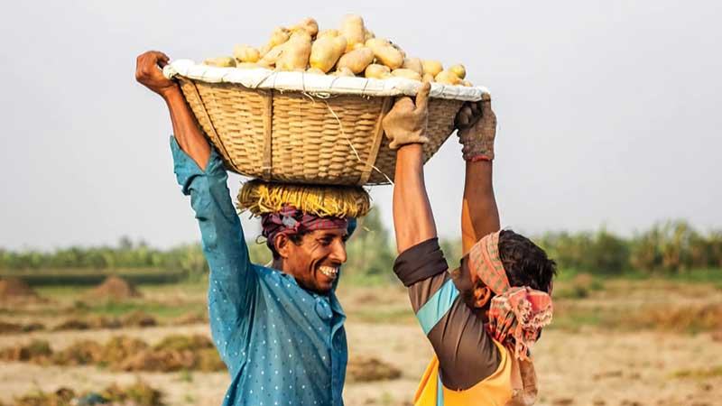মুন্সিগঞ্জে আলুর উচ্চ ফলনেও লোকসানের শঙ্কা চাষীদের