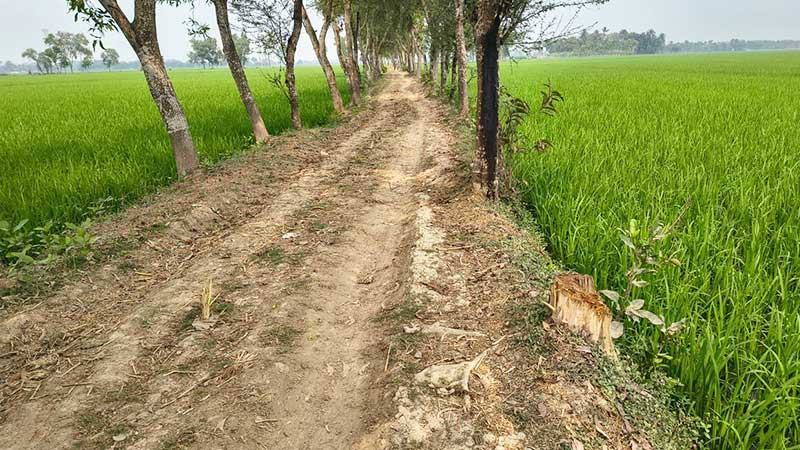 যশোরে সড়ক থেকে কৌশলে সরকারি গাছ নিধন