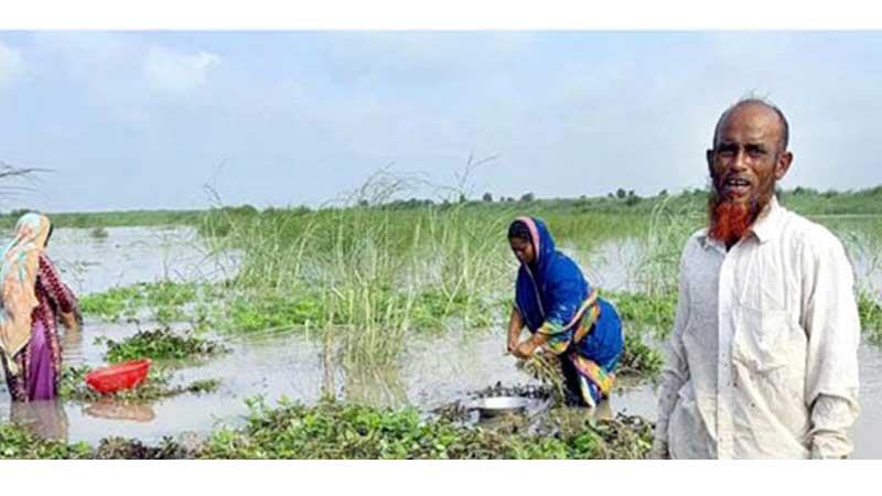 পানি বাড়ছে পদ্মায়, ফরিদপুরে ডুবে গেছে কয়েকশ একর বাদাম খেত