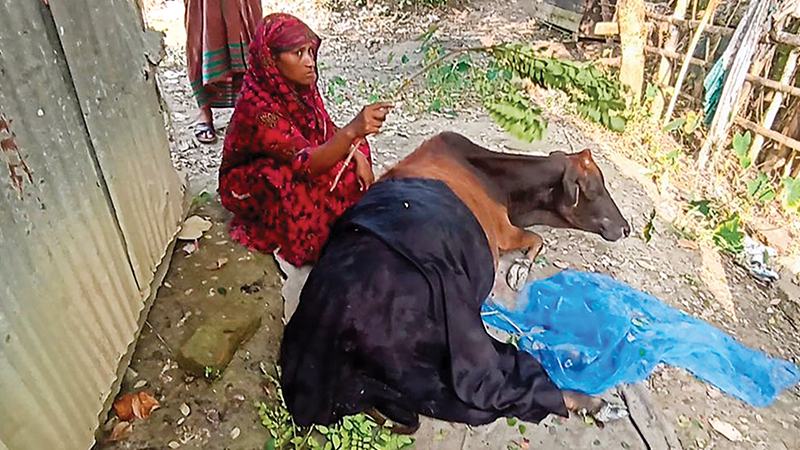 গরু নিয়ে কুমির ও মানুষের লড়াই