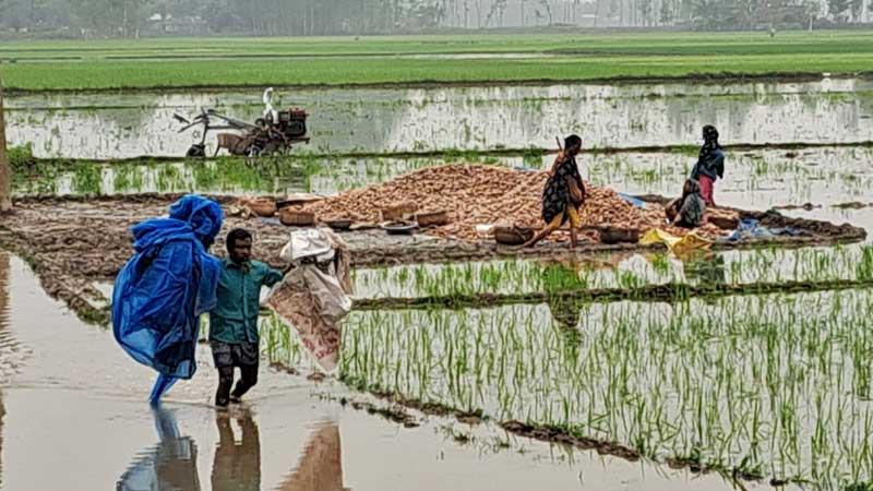 গাইবান্ধায় হঠাৎ ভারি বৃষ্টিতে তলিয়ে গেছে আলুখেত