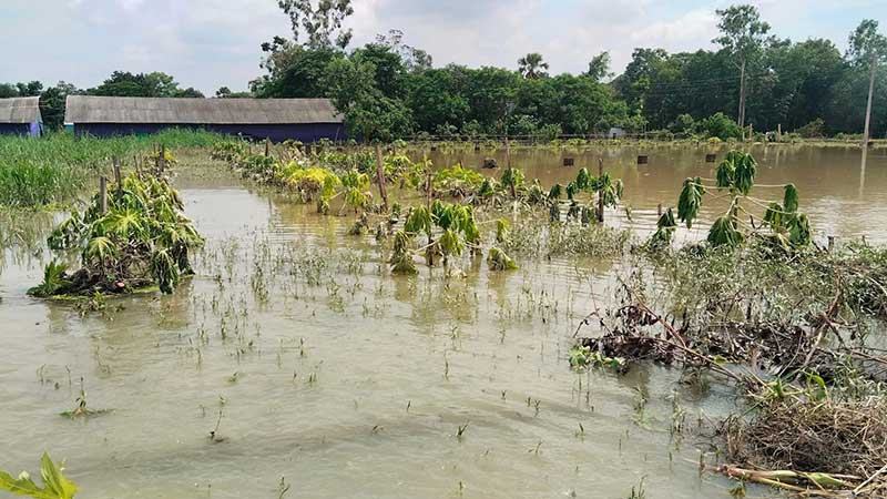 বন্যায় ফসল হারিয়ে দিশাহারা ফেনীর ২৯ হাজার কৃষক