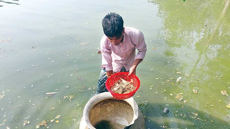নওগাঁয় কার্পজাতীয় মাছের সঙ্গে গলদা চিংড়ি চাষ