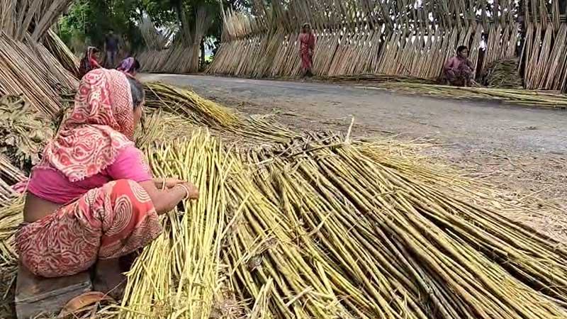 ফরিদপুরে পাটের উৎপাদন ছাড়াতে পারে দুই লাখ টন