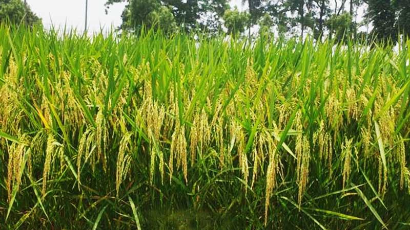 লবণাক্ততা সহনশীল ও ব্লাস্ট রোগ প্রতিরোধী ধানের নতুন জাত আনল ব্রি