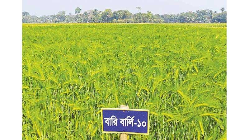খুলনার লবণাক্ত জমিতে প্রথমবার চাষ হচ্ছে বার্লি