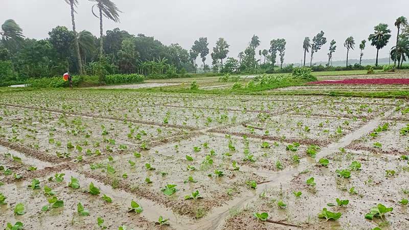 যশোরে ধান-সবজির ফলন বিপর্যয়ের শঙ্কায় চাষীরা