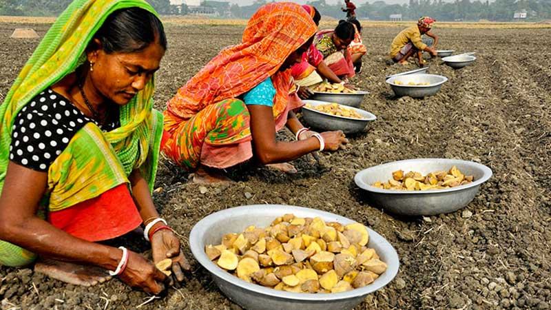 আগামী মৌসুমে আলুবীজ সংকট দেখা দিতে পারে রংপুর কৃষি অঞ্চলে