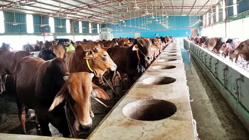 বরিশালে স্থানীয় পশুতেই পূরণ হবে কোরবানির চাহিদা
