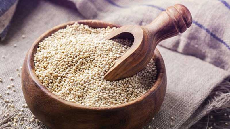 গাইবান্ধার চরাঞ্চলে কমেছে কাউনের আবাদ