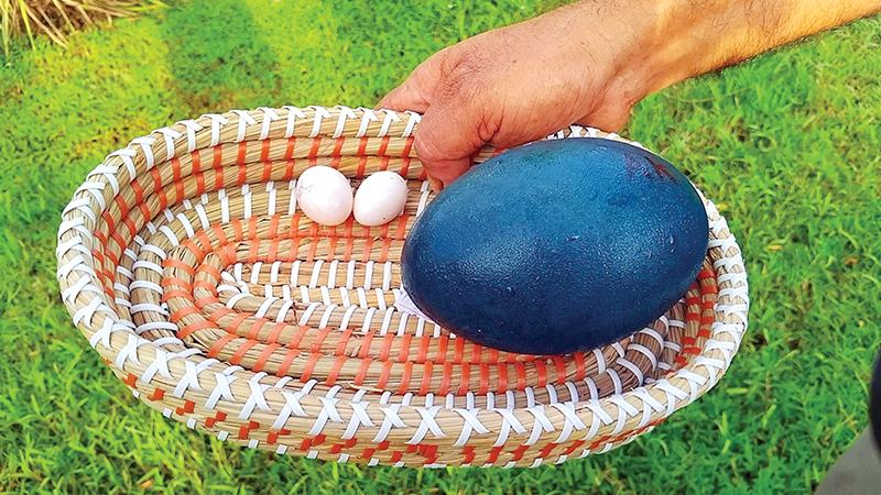 বার্ড পার্কে ডিম দিয়েছে উটপাখি ও ইমু