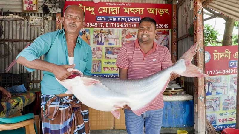 ১৯ কেজির পাঙাশ