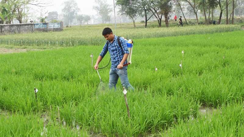 শস্যের গুণগত মান ও খাদ্যে পুষ্টিগুণ বাড়াবে প্লাজমা টেকনোলজি