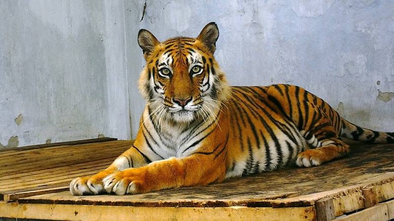শিকারির ফাঁদে আহত বাঘিনী সুস্থ হয়ে ফিরছে সুন্দরবনে