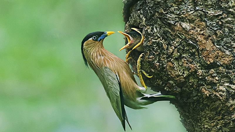 রাবি ক্যাম্পাসের বিরল সৌন্দর্য ‘বামুন শালিক’