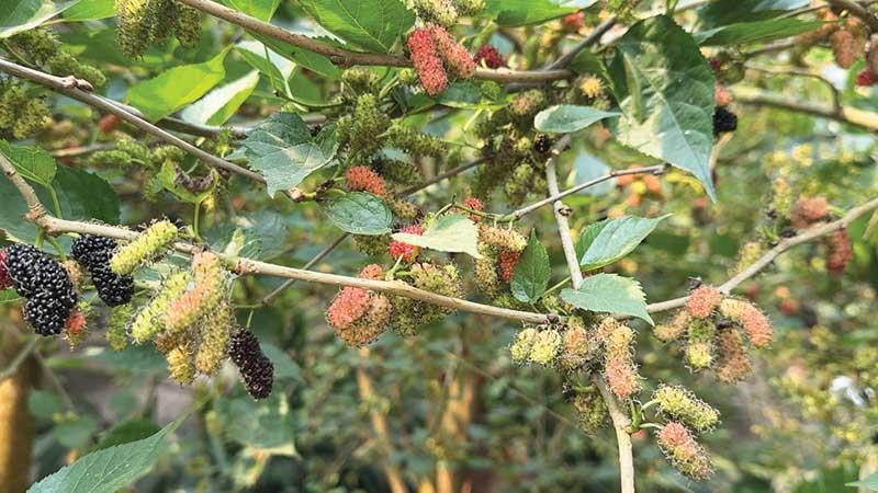 হিলিতে উচ্চ পুষ্টিগুণসমৃদ্ধ মালবেরি ফল আবাদ