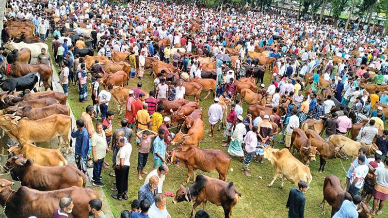 পশুখাদ্যের দাম বাড়ায় লাভ নিয়ে শঙ্কায় খামারিরা