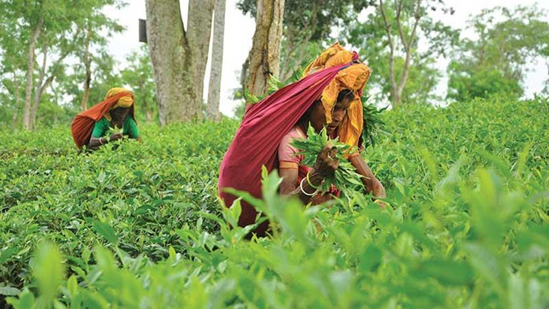 চট্টগ্রামে আজ শুরু হচ্ছে চায়ের প্রথম আন্তর্জাতিক নিলাম
