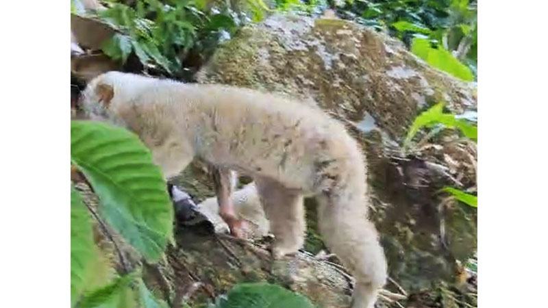 রাঙ্গামাটিতে ‘বেঙ্গল স্লো লরিস’ প্রজাতির বানর অবমুক্ত