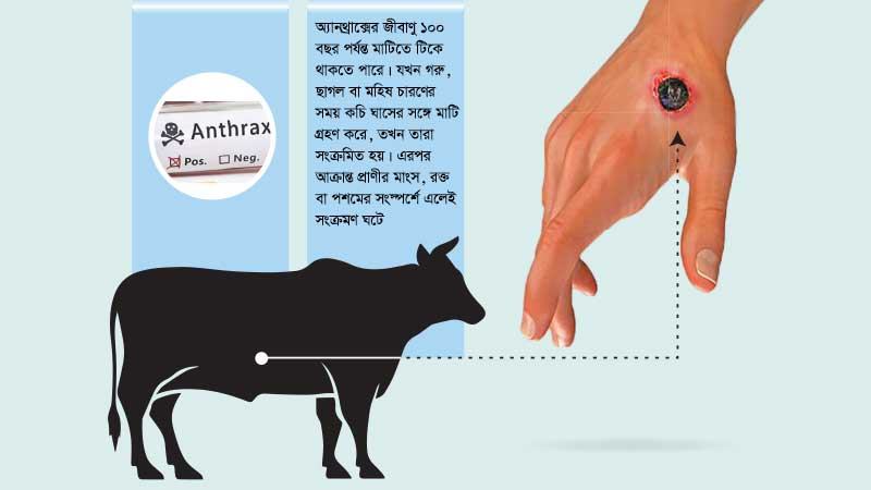 রংপুর ও গাইবান্ধার পর মেহেরপুরেও ছড়িয়ে পড়েছে অ্যানথ্রাক্স