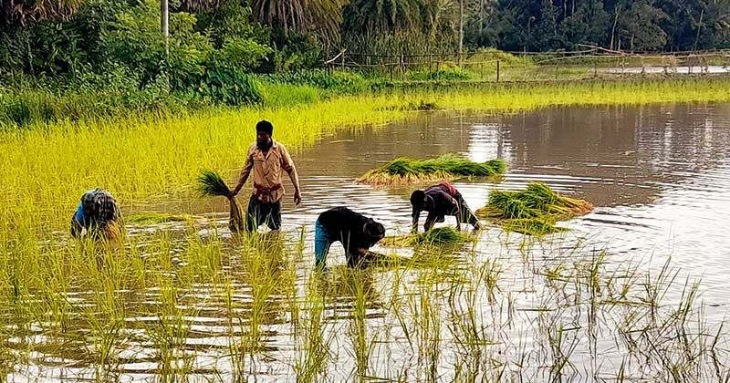 আমন আবাদ হয়নি রাজাপুরের ৪০ হাজার হেক্টর জমিতে