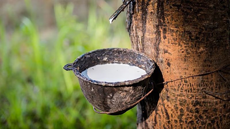 জাপানে রাবারের দাম ১৫ বছরে সর্বোচ্চে