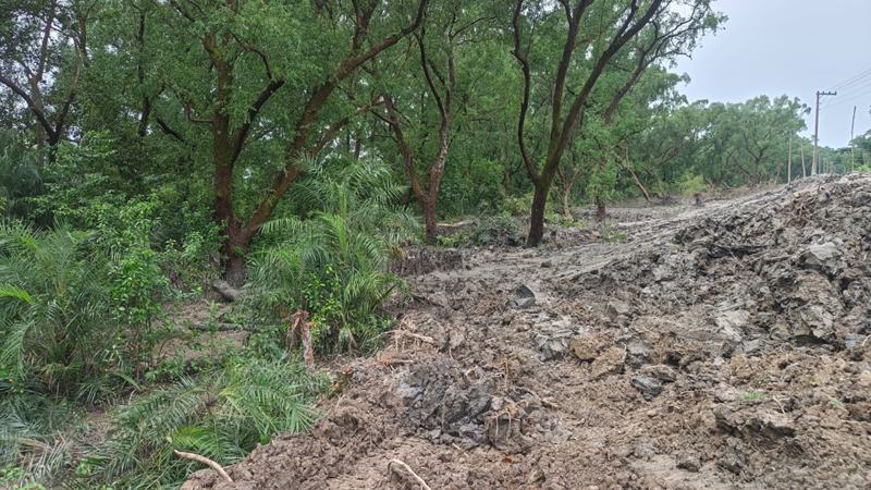 কলাপাড়ায় ম্যানগ্রোভ উজাড়, প্রশ্নের মুখে বন বিভাগের নজরদারি