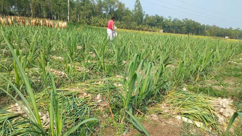 রংপুরে আবাদ বাড়লেও ফসলের কাঙ্ক্ষিত মূল্য পাচ্ছেন না কৃষক
