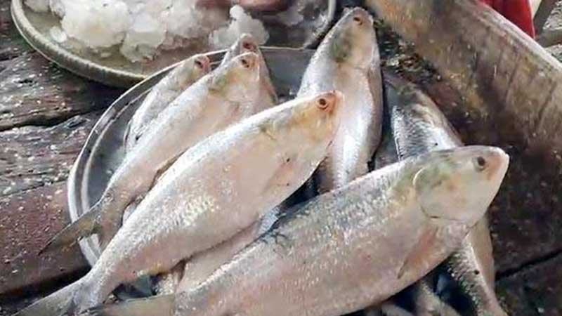 চাঁদপুরে ইলিশের সরবরাহ বাড়লেও দাম চড়া