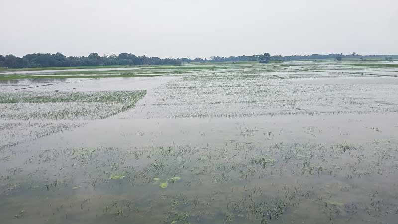 যশোরে ৩ হাজার বিঘা জমিতে আমন আবাদ নিয়ে শঙ্কা