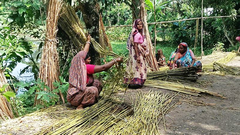 চাঁদপুরে পাটের আঁশ ছাড়ানো ও শুকানোয় ব্যস্ত কৃষক