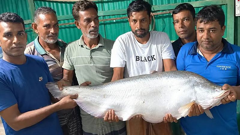 বড়শিতে প্রায় ১৪ কেজির চিতল