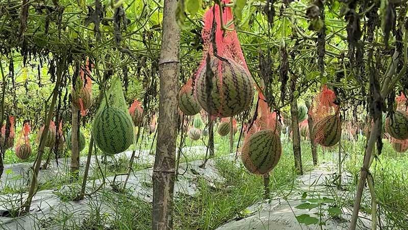 হেমন্তে মিলছে গ্রীষ্মের তরমুজ