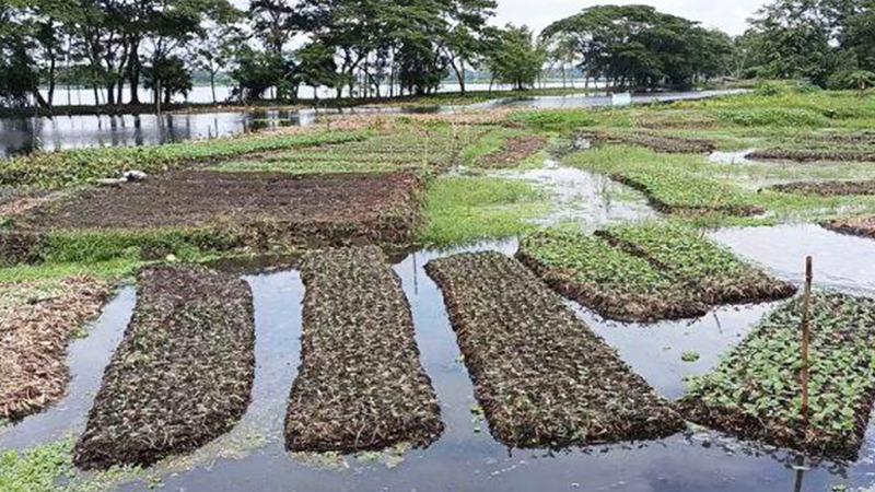 চাঁদপুরে কচুরিপানার ভাসমান বেডে সবজি চাষ