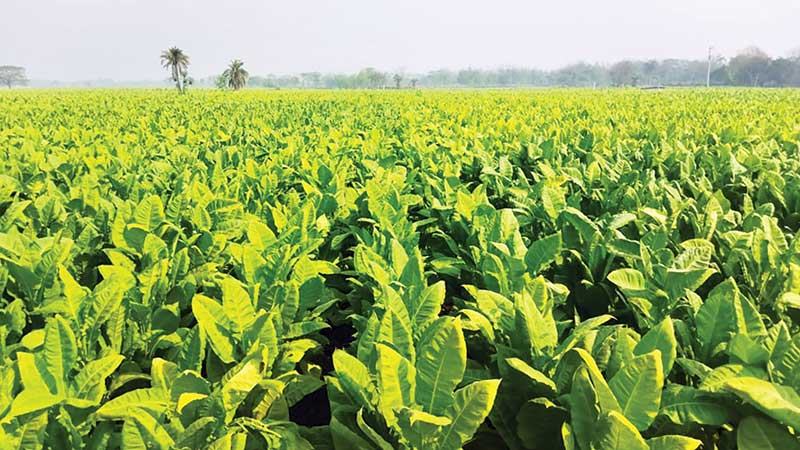 কুষ্টিয়ায় প্রতি বছরই বাড়ছে তামাক চাষ