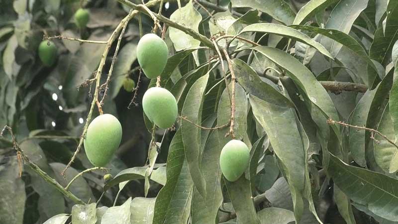 রাজশাহীতে পানিস্বল্পতায় আমের ফলন বিপর্যয়ের শঙ্কা চাষীদের
