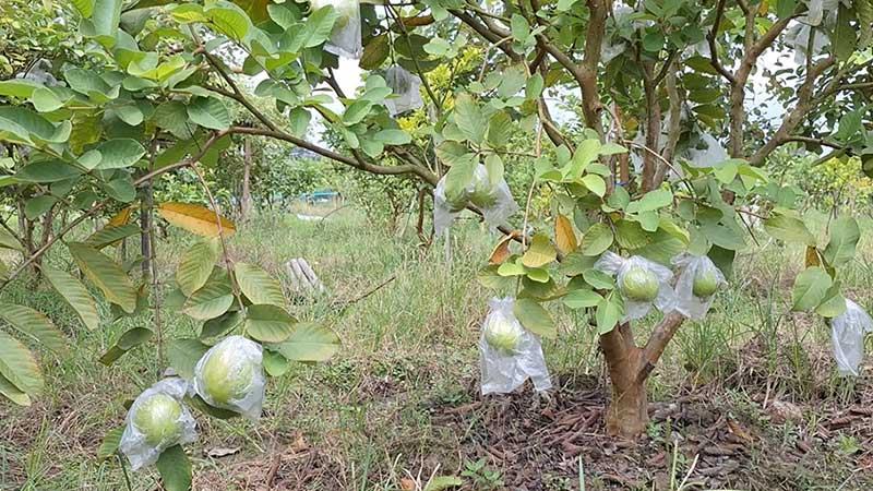 ফেনীর পতিত জমিতে বাড়ছে পেয়ারা আবাদ