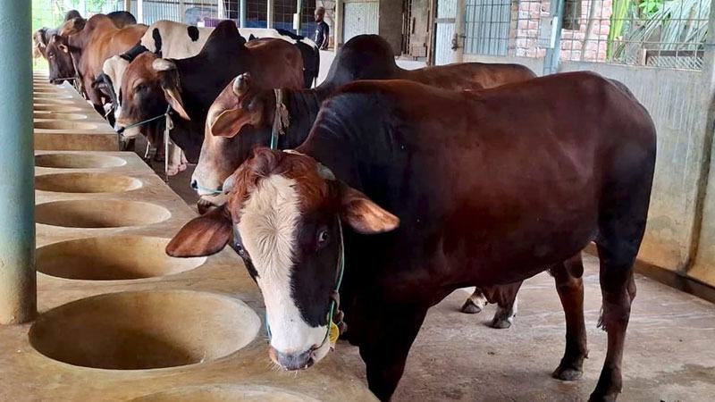 সিরাজগঞ্জে প্রস্তুত ৩৫০ কোটি টাকার পশু